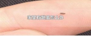 家里放一物绝对没跳蚤