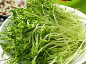 豌豆苗的功效与作用,豆苗的营养价值,豆苗