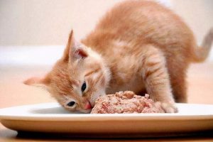 小猫喜欢吃什么，小猫喜欢吃什么食物有哪些