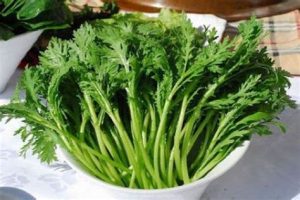 麦蒿油的功效与作用（麦蒿油的功效与作用主治什么病）