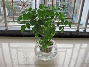 辛福树怎么养（辛福树怎么养才茂盛）
