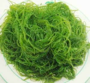 海龙须菜（海龙须菜的功效与作用）