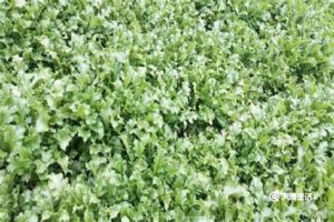 金介菜（金芥菜的功效与作用）