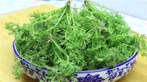 麦蒿油（麦蒿油的功效与作用主治什么病）