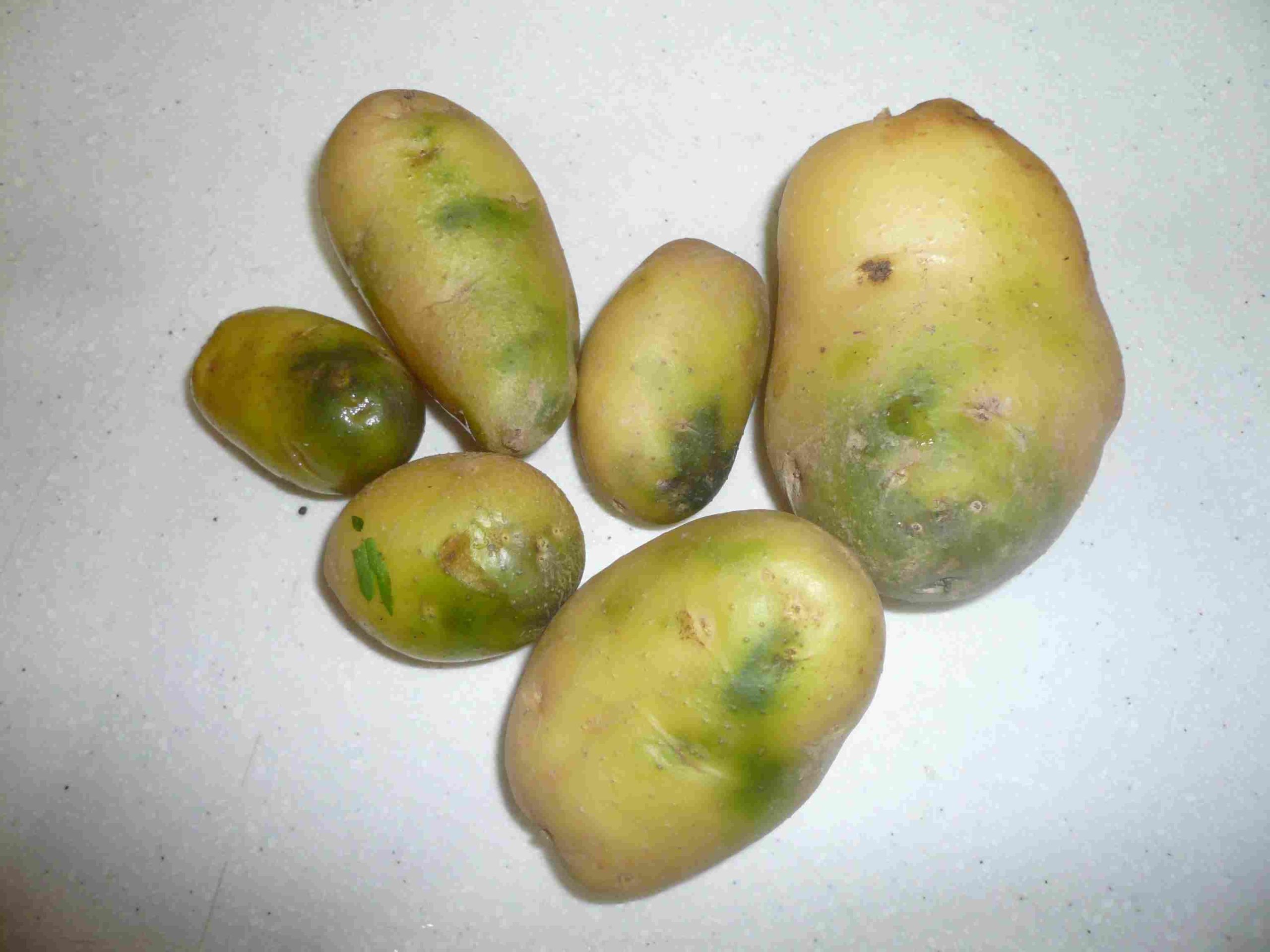 发绿土豆,土豆,一个土豆_大山谷图库