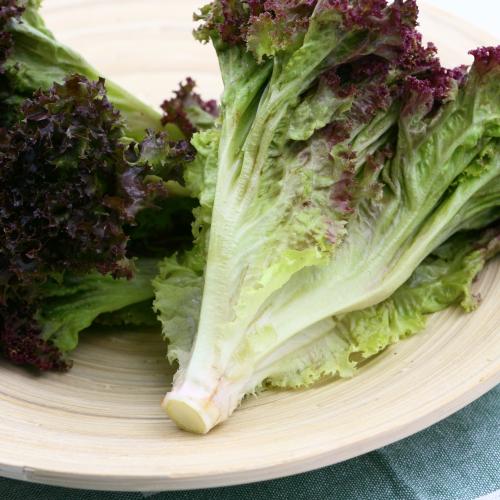 生菜发红了能吃吗 生菜发红了能吃吗有毒吗