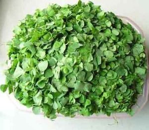 四叶菜的功效作用及危害（东北四叶菜学名叫什么）