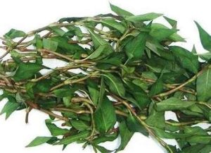 吃香柳菜的好处(吃香柳菜的好处和坏处)