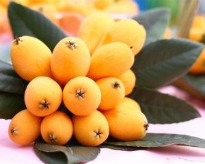 西瓜和枇杷能一起吃吗（西瓜和枇杷能一起吃吗？）