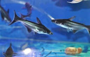 可以养的鲨鱼（可以养的鲨鱼品种）