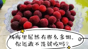 杨梅没熟可以吃吗（每吃一颗杨梅就等于吞了六个活蛆）