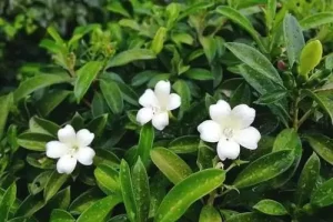 灰莉养殖方法和注意事项（灰莉养殖方法和注意事项图片）