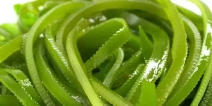 海带是蔬菜吗（海带是蔬菜吗免税吗）