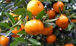 马水桔的功效与作用（马水桔的功效与作用禁忌）