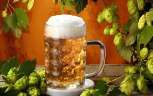 啤酒为什么要放啤酒花（啤酒为什么要放啤酒花及制品）