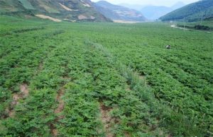 种植什么药材最赚钱收益快（农村种植什么药材收益快又高）