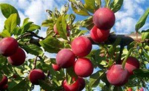 三华李是热性还是凉性（三华李是酸性还是碱性食物）