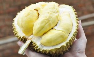 榴莲有点硬是不是没熟(榴莲有点硬是不是没熟透)