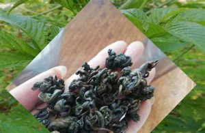刺儿茶饮料