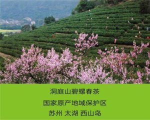 江苏吴县洞庭山产什么茶