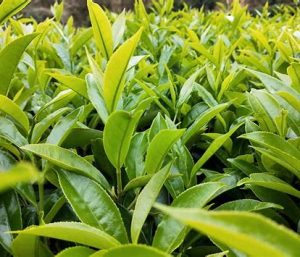 蜜兰香属于什么茶