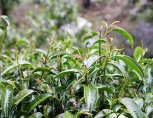 石崖茶