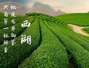 龙井茶产地