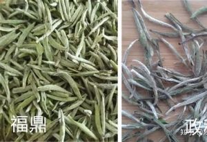 政和白茶和福鼎白茶区别